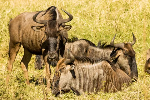 Bison 4K Wallpaper · animals · 3840×2560
