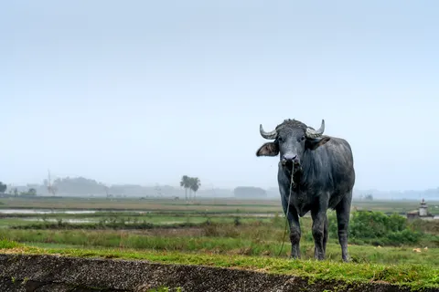 Bison 4K Wallpaper · animals · 3840×2560