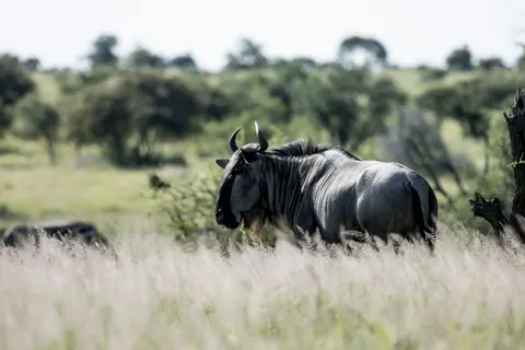बाइसन 4K वॉलपेपर · animals · 3840×2560