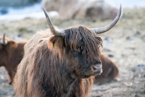 Bison 4K Wallpaper · animals · 3840×2561