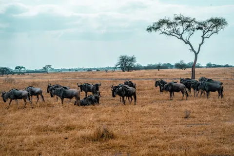 Bison 4K Wallpaper · animals · 3840×2560
