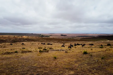 Bison 4K Wallpaper · animals · 3840×2556