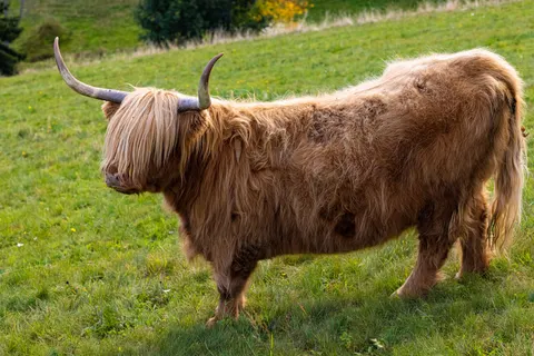 Bison 4K Wallpaper · animals · 3840×2561