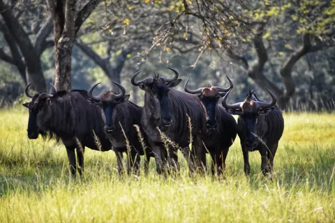 Bison 4K Wallpaper · animals · 3840×2560