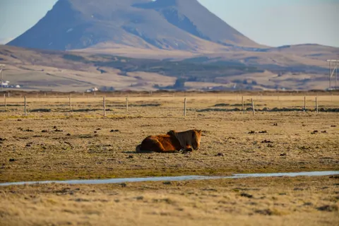 Bison 4K Wallpaper · animals · 3840×2560