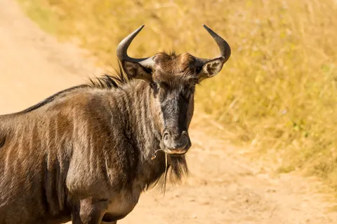 Bison 4K Wallpaper · animals · 3840×2560