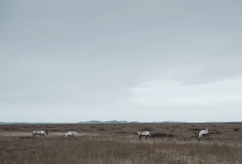 Bison 4K Wallpaper · animals · 3840×2610
