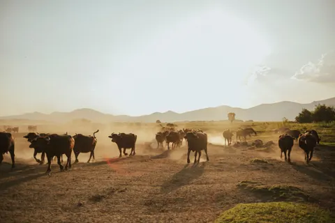 Bison 4K Wallpaper · animals · 3840×2560