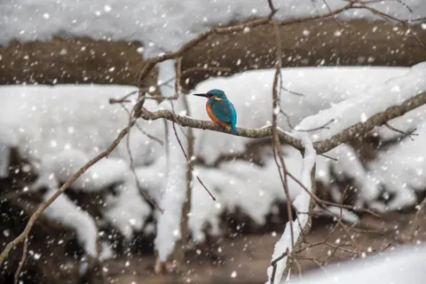 Kingfisher 4K Wallpaper · animals · 3840×2560