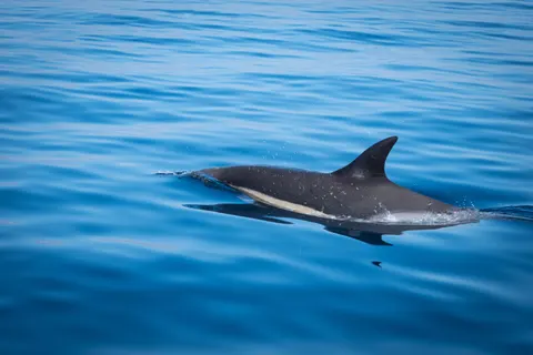Dolphin 4K Wallpaper · animals · 3840×2560