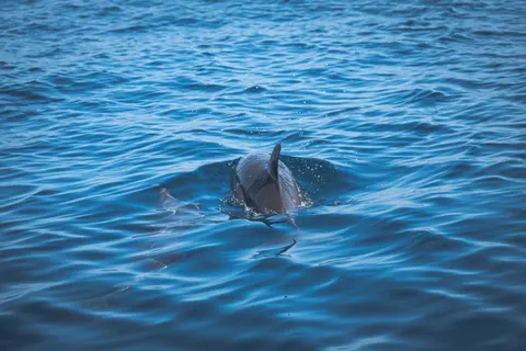 Dolphin 4K Wallpaper · animals · 3840×2560