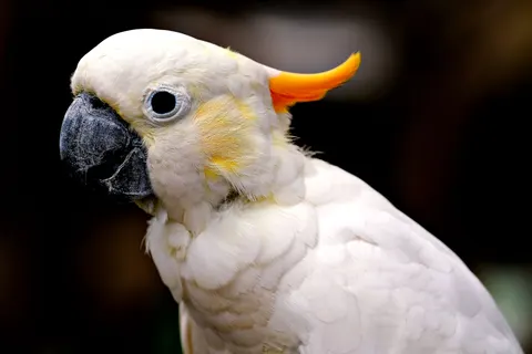 Parrot 4K Wallpaper · animals · 3840×2560
