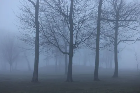 Foggy Forest 4K Wallpaper · nature · 3840×2561