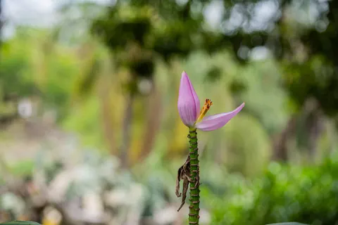 Hình nền Hoa lan 4K · flowers · 3840×2560