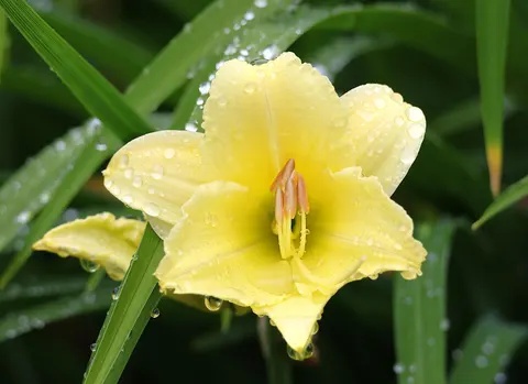 Wallpaper Anggrek 4K · flowers · 3840×2790