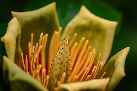 والپیپر ارکیده با کیفیت 4K · flowers · 3840×2563