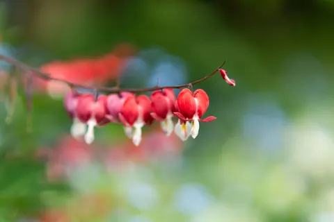 Sfondo Orchidea 4K · flowers · 3840×2560