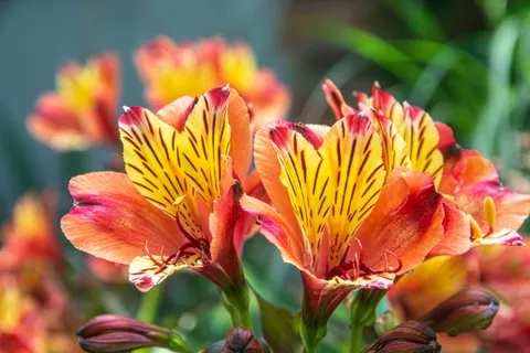 Orchid 4K Wallpaper · flowers · 3840×2560