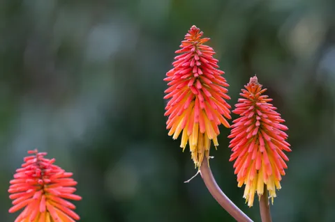 Orchid 4K Wallpaper · flowers · 3840×2555