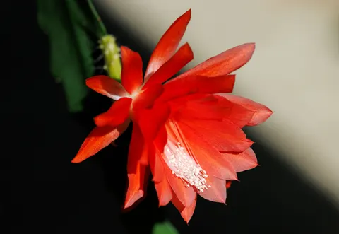 Orchid 4K Wallpaper · flowers · 3840×2647