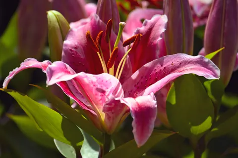 Orchid 4K Wallpaper · flowers · 3840×2560