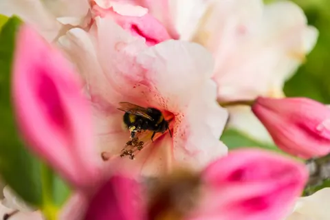 Orchid 4K Wallpaper · flowers · 3840×2560
