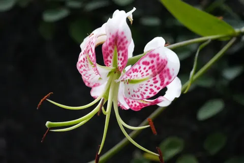 Orchid 4K Wallpaper · flowers · 3840×2560
