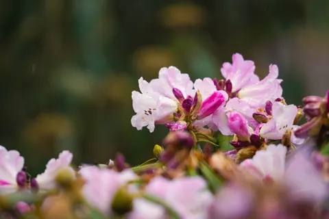 兰花 4K壁纸 · flowers · 3840×2560