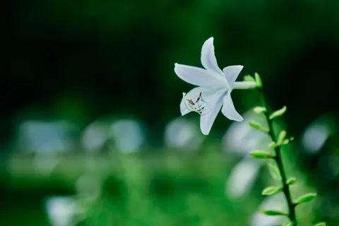 Wallpaper Anggrek 4K · flowers · 3840×2560