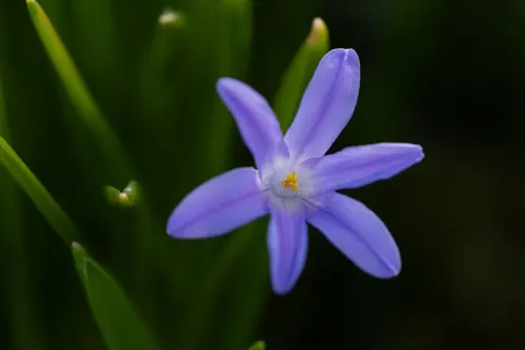 Orchid 4K Wallpaper · flowers · 3840×2560