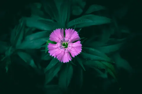 Orchidee 4K Hintergrundbild · flowers · 3840×2560