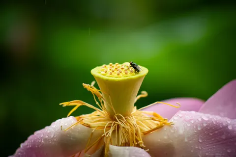 Orchid 4K Wallpaper · flowers · 3840×2563