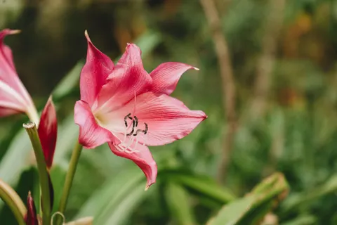 Orchid 4K Wallpaper · flowers · 3840×2560