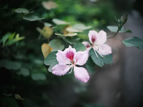 兰花 4K壁纸 · flowers · 3840×2880