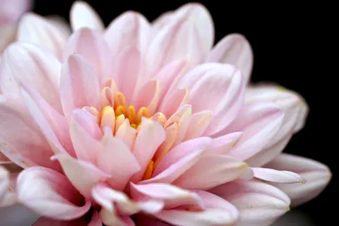 Orchid 4K Wallpaper · flowers · 3840×2561