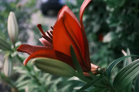 Orkide 4K Duvar Kağıdı · flowers · 3840×2560
