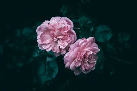 Peony 4K Wallpaper · flowers · 3840×2560