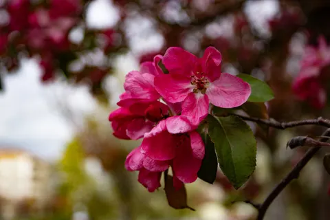 Hình nền Hoa mẫu đơn 4K · flowers · 3840×2560