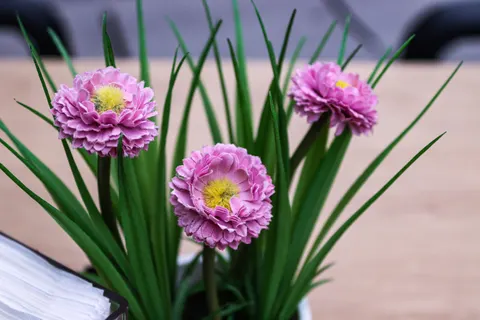 Sfondo Peonia 4K · flowers · 3840×2560