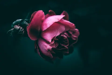 Peony 4K Wallpaper · flowers · 3840×2560