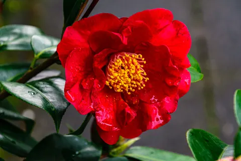 Peony 4K Wallpaper · flowers · 3840×2560