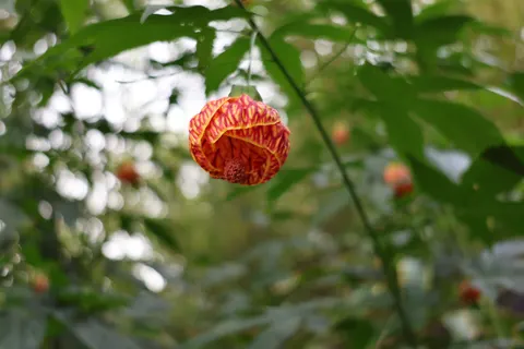 Peony 4K Wallpaper · flowers · 3840×2560