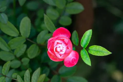 पियोनी 4K वॉलपेपर · flowers · 3840×2560