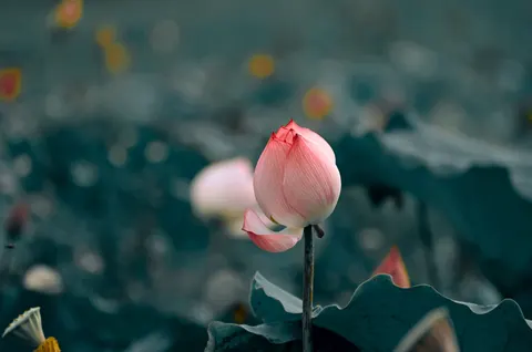 Pfingstrose 4K Hintergrundbild · flowers · 3840×2549