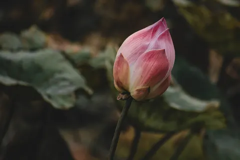 Peony 4K Wallpaper · flowers · 3840×2560