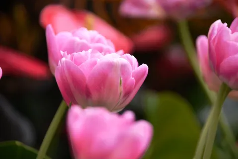 Peony 4K Wallpaper · flowers · 3840×2560
