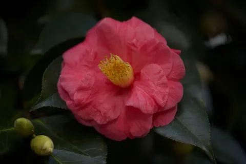 Peony 4K Wallpaper · flowers · 3840×2560