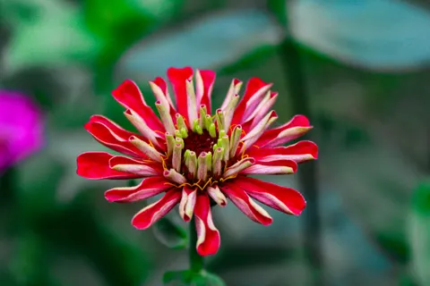 Peony 4K Wallpaper · flowers · 3840×2560