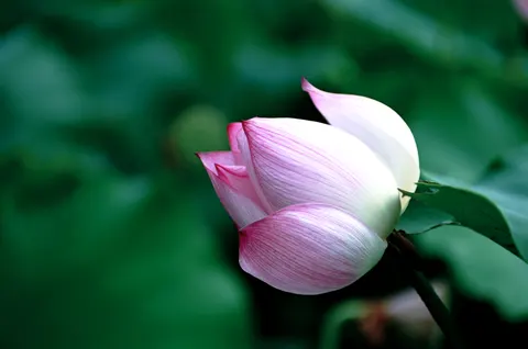 Peony 4K Wallpaper · flowers · 3840×2549