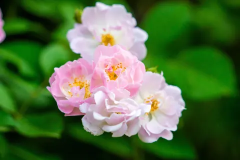 Peony 4K Wallpaper · flowers · 3840×2560